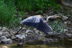 Flying Blue