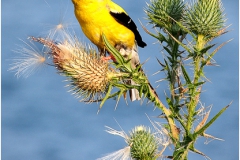 Goldfinch on Thistle