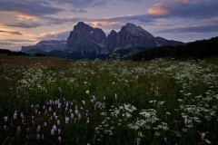 Alpine Meadow