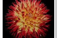 Orange & Yellow Dahlia