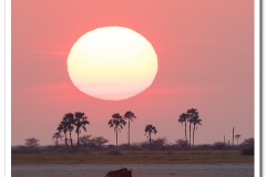 Wildebeest Sunrise