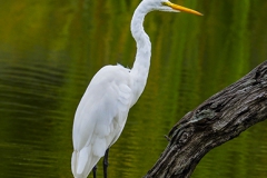 Great White On Tree