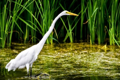 Great Egret