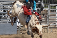 Bull Riding