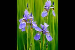 Iris Trio