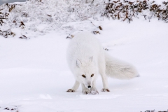 Arctic Fox