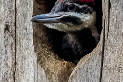 Baby woodpecker