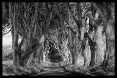 The Dark Hedges Ireland