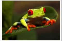 Red eye tree frog