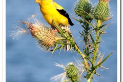 Goldfinch on Thistle