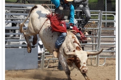 Bull Riding