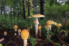 Fungal Fairyland