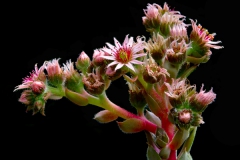 Hens and Chicks