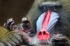 Mandrill Confusion