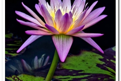 Water Lily