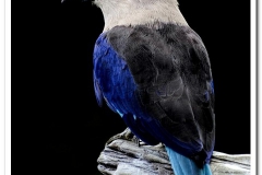 Blue Bellied Roller