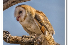 Barn Owl