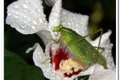 Katydid in the  Rain