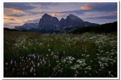 Alpine Meadow