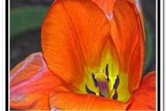 A Spring Tulip in Detail