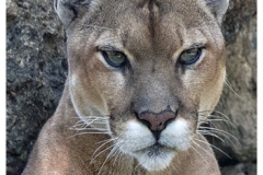 Florida Panther