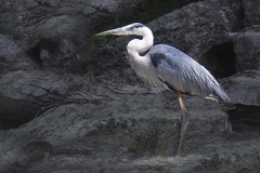 Great Blue Named Bob