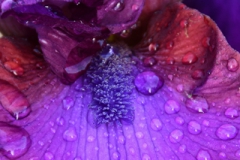 Iris Close Up