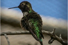 Broad Billed Hummingbird