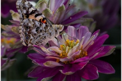 Butterfly On Flower