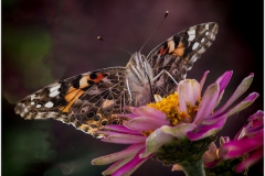 Butterfly Close Up