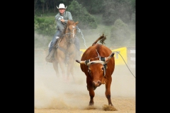 Roping the Steer