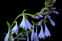 Hosta Blossoms