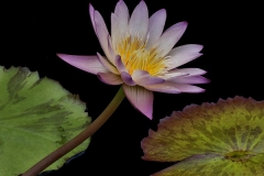 Water Lily at Phipps