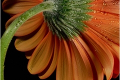 Gerbera Daisy Rear Detail