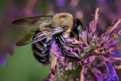 Looking for Nectar