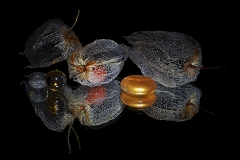 Physalis Skeleton and Reflection