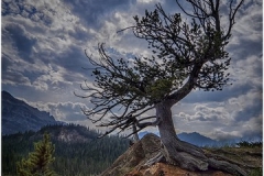 Ancient Pineover Saskatchewan River