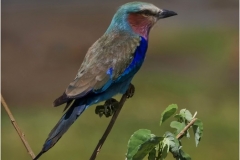 Colorful Roller