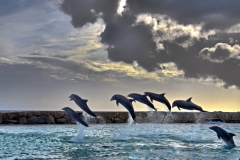 Dolphin Dance