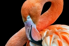 Flamingo Portrait