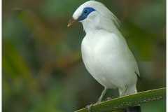 Blue Eye  Bird