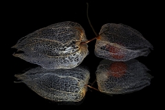 Two Chinese Lantern Skeleton