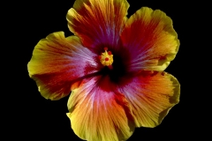 Exotic Sunset Hibiscus