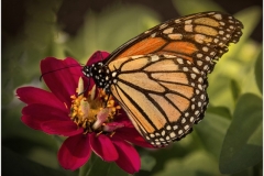 Monarch Butterfly