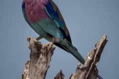 Lilac-breasted roller