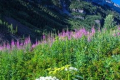 Maroon Bells with wildflowers