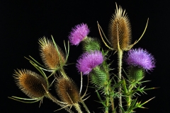 Thistle, Thistle