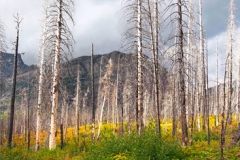 Burnt Forest Beauty