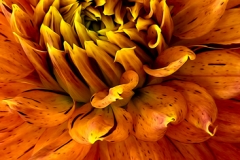 Dahlia Close Up