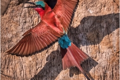 Carmine Bee Eater